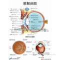 Eye 3D Anatomical PVC Chart